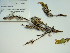  (Acanthopsis - HS1822)  @13 [ ] No Rights Reserved  Unspecified Unspecified