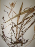  (Epidendrum parkinsonianum - GE02370)  @11 [ ] Copyright (2010) Victoria Sosa Unspecified