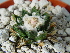  (Ariocarpus fissuratus - GE02246.6)  @11 [ ] Copyright  Salvador Arias Unspecified