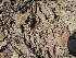  (Ariocarpus kotschoubeyanus - GE02251.6)  @11 [ ] Copyright  Salvador Arias Unspecified