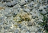  (Ariocarpus - GE02249.6)  @11 [ ] Copyright  Salvador Arias Unspecified