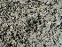  (Ariocarpus scaphirostris - GE02276.6)  @11 [ ] Copyright  Salvador Arias Unspecified