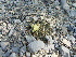  (Ariocarpus trigonus - GE02387)  @11 [ ] Copyright  Salvador Arias Unspecified