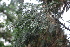  (Calocedrus decurrens - GE02360)  @11 [ ] Copyright (2009) David Gernandt Unspecified