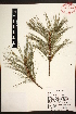  (Pinus rzedowskii - GE02221)  @13 [ ] CreativeCommons - Attribution Non-Commercial Share-Alike (2012) David Sebastian Gernandt Universidad Nacional Autonoma de Mexico, Instituto de Biologia