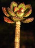  (Echeveria amphoralis - GE02326.7)  @11 [ ] Copyright (2009) J. Reyes 2009 Unspecified