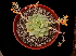  (Echeveria derenbergii - GE02401)  @11 [ ] Copyright (2010) J. Reyes 2011 Unspecified