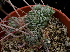  (Echeveria globulosa - GE02405)  @11 [ ] Copyright (2010) J. Reyes 2013 Unspecified