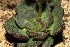  (Echeveria moranii - GE02325.7)  @11 [ ] Copyright (2009) J. Reyes 2015 Unspecified