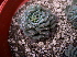  (Echeveria setosa var. deminuta - GE02400)  @11 [ ] Copyright (2010) J. Reyes 2020 Unspecified