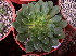  (Echeveria setosa var. oteroi - GE02406)  @11 [ ] Copyright (2010) J. Reyes 2021 Unspecified