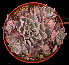  (Echeveria shaviana - GE02402)  @11 [ ] Copyright (2010) J. Reyes 2022 Unspecified