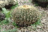 (Echinocactus grusonii - GE02262.6)  @11 [ ] Copyright  Salvador Arias Unspecified