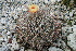  (Echinocactus parryi - GE0215)  @11 [ ] Copyright  Salvador Arias Unspecified