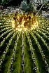  (Echinocactus platyacanthus - GE02268.6)  @11 [ ] Copyright  Salvador Arias Unspecified