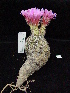  ( - GE02435)  @11 [ ] Copyright  Salvador Arias Unspecified