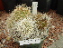  (Echinocereus longisetus - GE02286.6)  @11 [ ] Copyright  Salvador Arias Unspecified