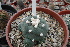  ( - GE02462)  @11 [ ] Copyright  Salvador Arias Unspecified