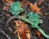  (Sedum platyphyllum - GE02323.7)  @11 [ ] Copyright (2009) J. Reyes 2030 Unspecified