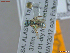  ( - UAM:Ento:459711)  @11 [ ] CreativeCommons  Attribution Non-Commercial No Derivatives (2022) Derek Sikes University of Alaska Museum