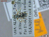  ( - UAM:Ento:459717)  @11 [ ] CreativeCommons  Attribution Non-Commercial No Derivatives (2022) Derek Sikes University of Alaska Museum