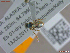  ( - UAM:Ento:459721)  @11 [ ] CreativeCommons  Attribution Non-Commercial No Derivatives (2022) Derek Sikes University of Alaska Museum