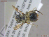  ( - UAMObs:Ento:245632)  @11 [ ] CreativeCommons  Attribution Non-Commercial No Derivatives (2022) Derek Sikes University of Alaska Museum