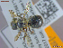  ( - UAM:Ento:459738)  @11 [ ] CreativeCommons  Attribution Non-Commercial No Derivatives (2022) Derek Sikes University of Alaska Museum