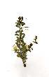  (Maerua decumbens - OM1928)  @11 [ ] No Rights Reserved  Unspecified Unspecified