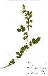  ( - OM0500)  @11 [ ] No Rights Reserved  Unspecified Unspecified