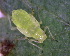  ( - BIOUG07986-H05)  @12 [ ] CreativeCommons - Attribution (2011) M. Alex Smith Centre for Biodiversity Genomics