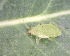  ( - BIOUG07984-F08)  @12 [ ] CreativeCommons - Attribution (2011) M. Alex Smith Centre for Biodiversity Genomics
