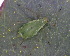  (Macrosiphum euphorbiae - BIOUG07985-H06)  @13 [ ] CreativeCommons - Attribution (2011) M. Alex Smith Centre for Biodiversity Genomics