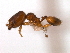  (Pheidole MAS006 - 08COSTA-0664)  @14 [ ] Unspecified (default): All Rights Reserved  Unspecified Unspecified