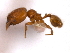  (Pheidole MAS005 - 08COSTA-0698)  @14 [ ] Unspecified (default): All Rights Reserved  Unspecified Unspecified