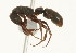  (Platythyrea MAS001 - 08COSTA-0729)  @14 [ ] Unspecified (default): All Rights Reserved  Unspecified Unspecified