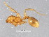  (Pheidole MAS036 - 08COSTA-0789)  @13 [ ] CreativeCommons - Attribution (2012) CBG Photography Group Centre for Biodiversity Genomics