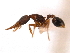  (Strumigenys myllorhapha - 08COSTA-0999)  @14 [ ] Unspecified (default): All Rights Reserved  Unspecified Unspecified