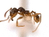  (Pheidole MAS035 - 08COSTA-1111)  @14 [ ] Unspecified (default): All Rights Reserved  Unspecified Unspecified