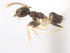  (Tapinoma MAS003 - 08COSTA-1545)  @13 [ ] Unspecified (default): All Rights Reserved  Unspecified Unspecified
