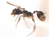  (Pheidole rugiceps - 08COSTA-1588)  @14 [ ] Unspecified (default): All Rights Reserved  Unspecified Unspecified