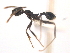 (Pheidole MAS016 - 08COSTA-1709)  @14 [ ] Unspecified (default): All Rights Reserved  Unspecified Unspecified