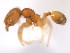  (Pheidole MAS09 - 08COSTA-2082)  @11 [ ] Unspecified (default): All Rights Reserved  Unspecified Unspecified