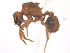  (Trachymyrmex MAS002 - 08COSTA-2280)  @14 [ ] Unspecified (default): All Rights Reserved  Unspecified Unspecified