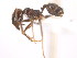  (Pheidole MAS050 - 08COSTA-2389)  @14 [ ] Unspecified (default): All Rights Reserved  Unspecified Unspecified
