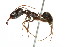  (Odontomachus laticeps - 08COSTA-2416)  @15 [ ] Unspecified (default): All Rights Reserved  Unspecified Unspecified