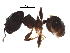  ( - 10COSTA-0392)  @12 [ ] CreativeCommons - Attribution (2017) CBG Photography Group Centre for Biodiversity Genomics