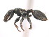  (Cephalotes MAS007 - 10COSTA-0495)  @15 [ ] Unspecified (default): All Rights Reserved  Unspecified Unspecified