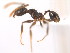  (Pheidole boruca - 10COSTA-0800)  @14 [ ] Unspecified (default): All Rights Reserved  Unspecified Unspecified