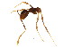  ( - 10COSTA-0398)  @13 [ ] CreativeCommons - Attribution (2012) CBG Photography Group Centre for Biodiversity Genomics
